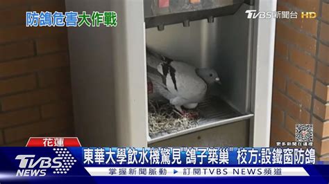 鴿子築巢風水